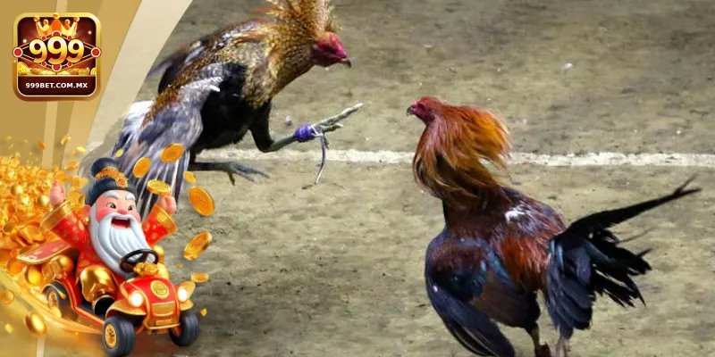 Đôi nét giới thiệu về sân chơi đá gà nhà cái 999bet